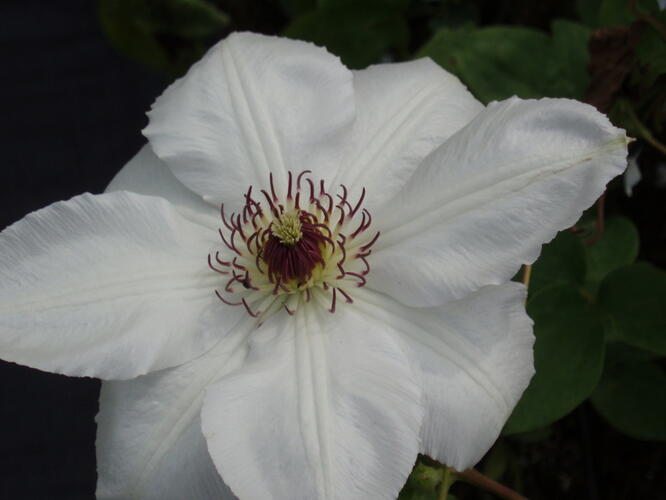 Plamének 'Królowa Jadwiga' - Clematis 'Królowa Jadwiga'