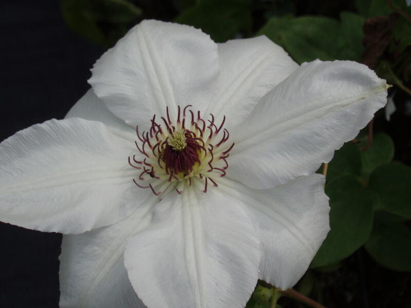 Plamének 'Królowa Jadwiga' - Clematis 'Królowa Jadwiga'