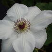 Plamének 'Królowa Jadwiga' - Clematis 'Królowa Jadwiga'