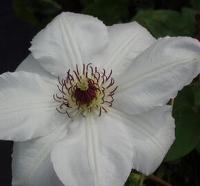 Plamének 'Królowa Jadwiga' - Clematis 'Królowa Jadwiga'