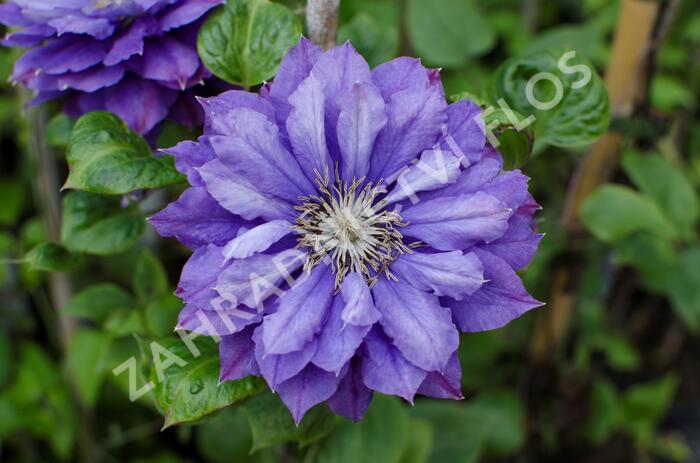 Plamének 'Kiri Te Kanawa' - Clematis 'Kiri Te Kanawa'