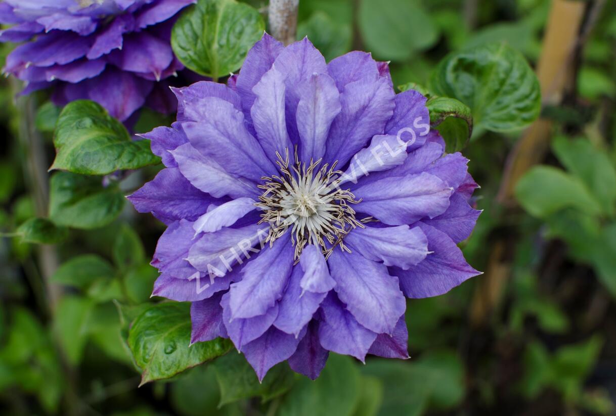 Plamének 'Kiri Te Kanawa' - Clematis 'Kiri Te Kanawa'