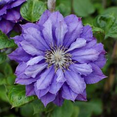 Plamének 'Kiri Te Kanawa' - Clematis 'Kiri Te Kanawa'