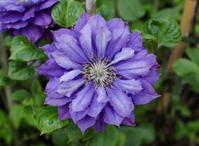 Plamének 'Kiri Te Kanawa' - Clematis 'Kiri Te Kanawa'