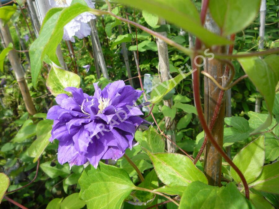 Plamének 'Kiri Te Kanawa' - Clematis 'Kiri Te Kanawa'