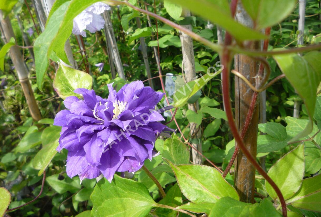 Plamének 'Kiri Te Kanawa' - Clematis 'Kiri Te Kanawa'