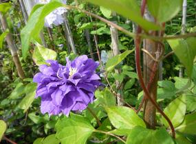 Plamének 'Kiri Te Kanawa' - Clematis 'Kiri Te Kanawa'