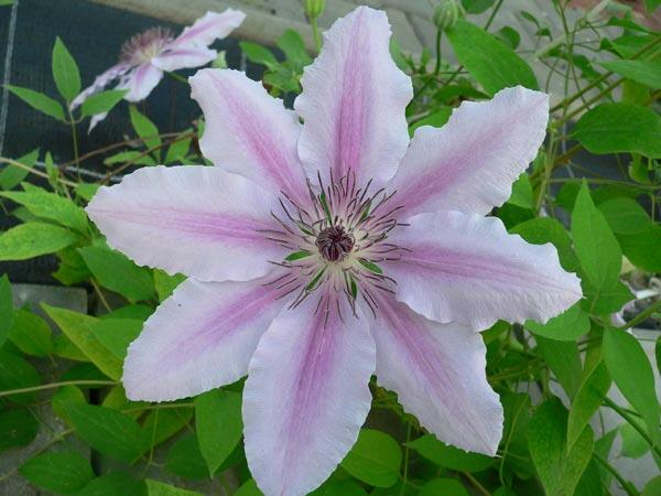 Plamének 'Jan Pawel II' - Clematis 'Jan Pawel II'