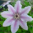 Plamének 'Jan Pawel II' - Clematis 'Jan Pawel II'