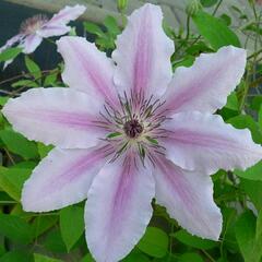 Plamének 'Jan Pawel II' - Clematis 'Jan Pawel II'