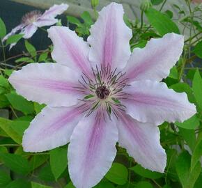 Plamének 'Jan Pawel II' - Clematis 'Jan Pawel II'