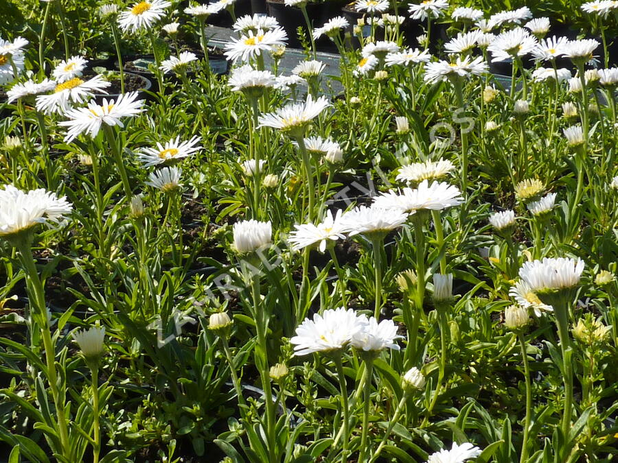 Hvězdnice alpská 'Albus' - Aster alpinus 'Albus'