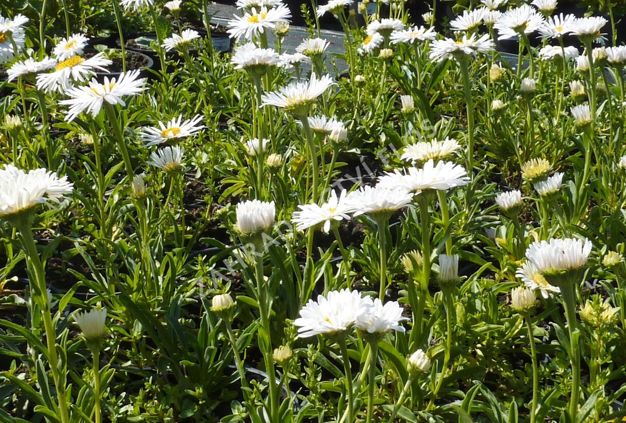 Hvězdnice alpská 'Albus' - Aster alpinus 'Albus'