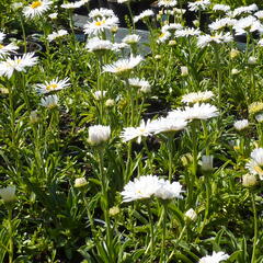 Hvězdnice alpská 'Albus' - Aster alpinus 'Albus'