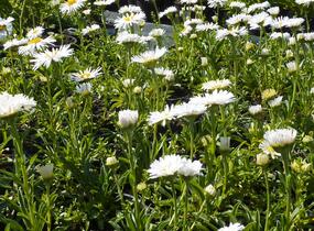 Hvězdnice alpská 'Albus' - Aster alpinus 'Albus'