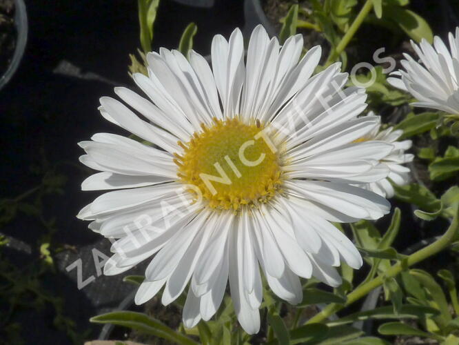 Hvězdnice alpská 'Albus' - Aster alpinus 'Albus'
