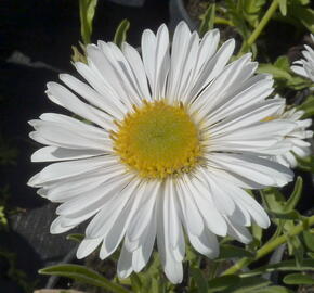 Hvězdnice alpská 'Albus' - Aster alpinus 'Albus'