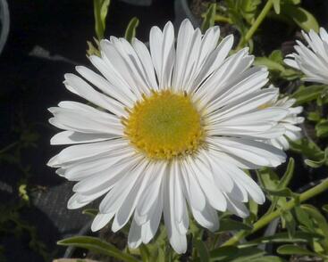 Hvězdnice alpská 'Albus'