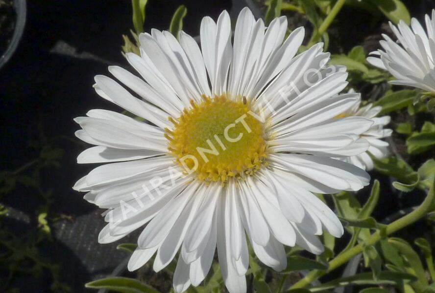 Hvězdnice alpská 'Albus' - Aster alpinus 'Albus'