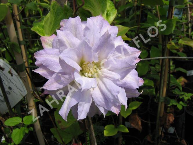 Plamének 'Chalcedony' - Clematis 'Chalcedony'
