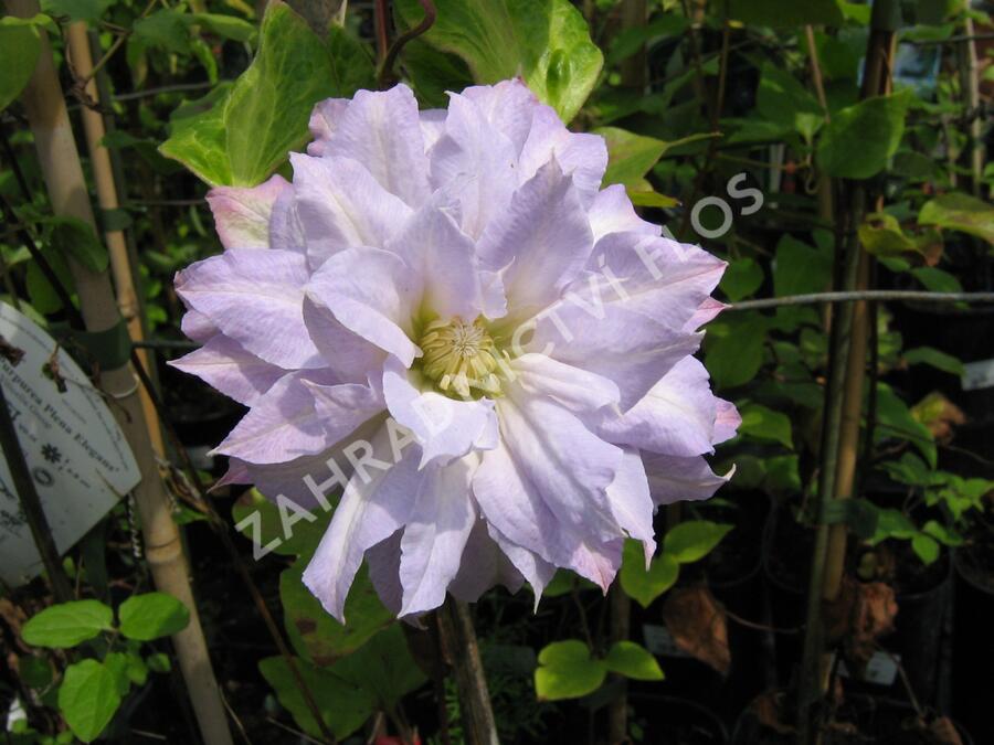 Plamének 'Chalcedony' - Clematis 'Chalcedony'