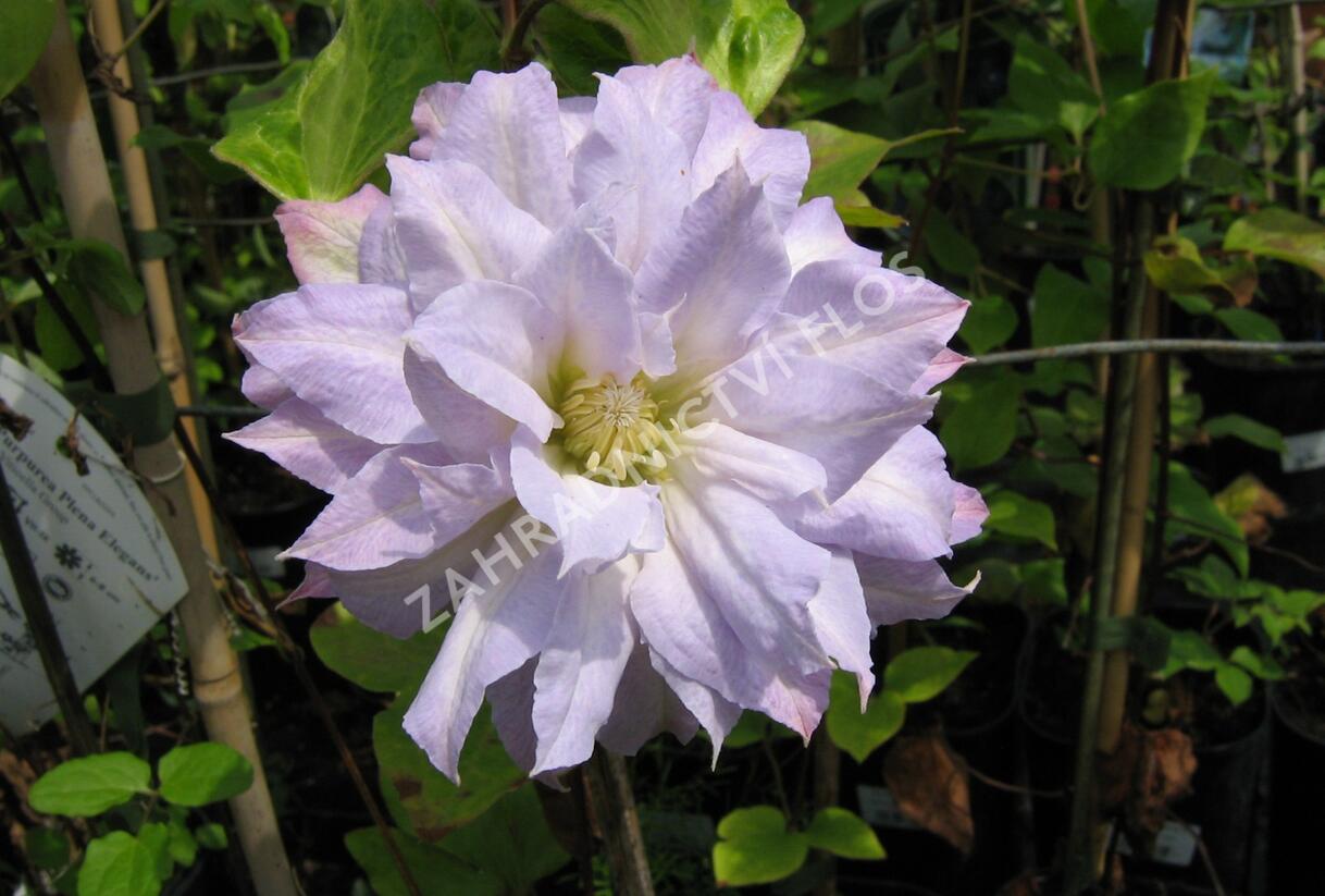 Plamének 'Chalcedony' - Clematis 'Chalcedony'
