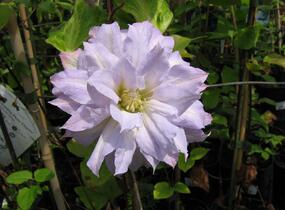Plamének 'Chalcedony' - Clematis 'Chalcedony'