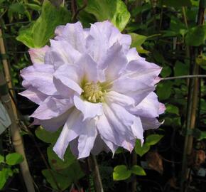 Plamének 'Chalcedony' - Clematis 'Chalcedony'