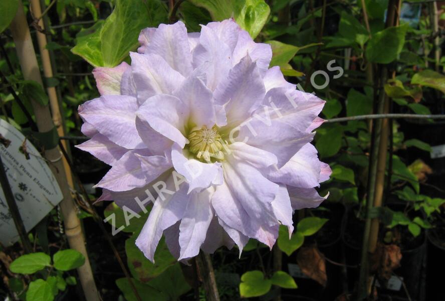 Plamének 'Chalcedony' - Clematis 'Chalcedony'