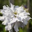 Plamének 'Chalcedony' - Clematis 'Chalcedony'