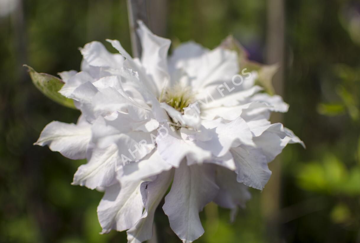 Plamének 'Chalcedony' - Clematis 'Chalcedony'