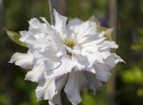 Plamének 'Chalcedony' - Clematis 'Chalcedony'