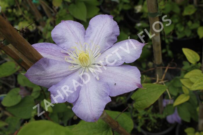 Plamének 'Blue Explosion' - Clematis 'Blue Explosion'