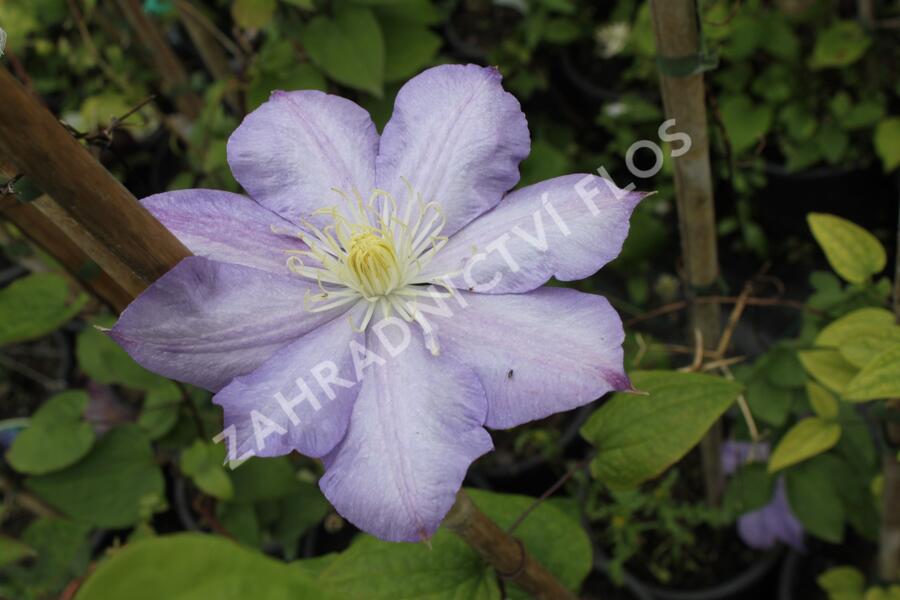 Plamének 'Blue Explosion' - Clematis 'Blue Explosion'