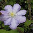 Plamének 'Blue Explosion' - Clematis 'Blue Explosion'