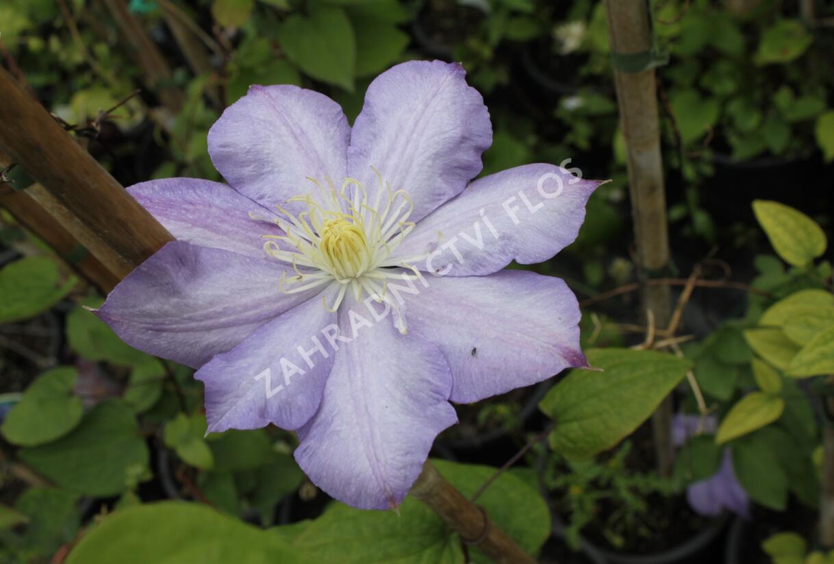 Plamének 'Blue Explosion' - Clematis 'Blue Explosion'