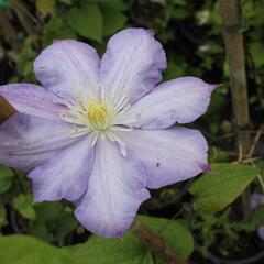 Plamének 'Blue Explosion' - Clematis 'Blue Explosion'