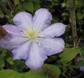 Plamének 'Blue Explosion' - Clematis 'Blue Explosion'