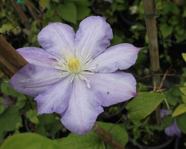 Plamének 'Blue Explosion'