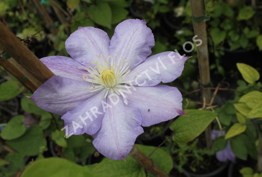Plamének 'Blue Explosion' - Clematis 'Blue Explosion'