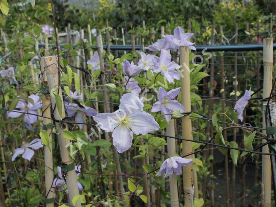 Plamének 'Blue Angel' - Clematis 'Blue Angel'