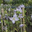 Plamének 'Blue Angel' - Clematis 'Blue Angel'