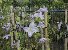 Plamének 'Blue Angel' - Clematis 'Blue Angel'