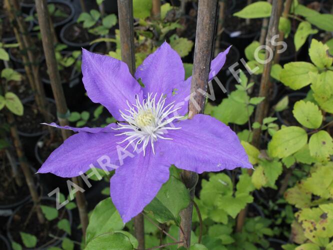 Plamének 'H.F. Young' - Clematis 'H.F. Young'