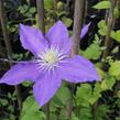 Plamének 'H.F. Young' - Clematis 'H.F. Young'