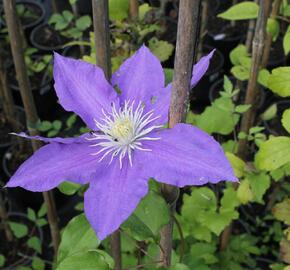 Plamének 'H.F. Young' - Clematis 'H.F. Young'