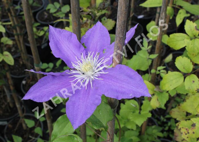 Plamének 'H.F. Young' - Clematis 'H.F. Young'