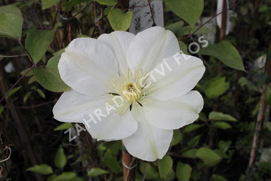 Plamének 'Guernsey Cream' - Clematis 'Guernsey Cream'