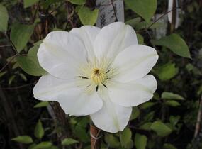 Plamének 'Guernsey Cream' - Clematis 'Guernsey Cream'