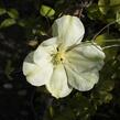 Plamének 'Guernsey Cream' - Clematis 'Guernsey Cream'